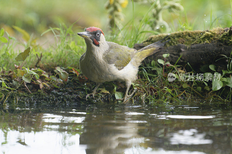 欧洲绿啄木鸟饮水(Picus viridis)